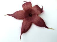 Thumbnail of 1783_Stapelia grandis_20121109(1).jpg
